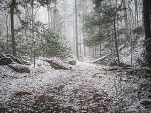 Preview wallpaper trail, snow, forest, trees, winter