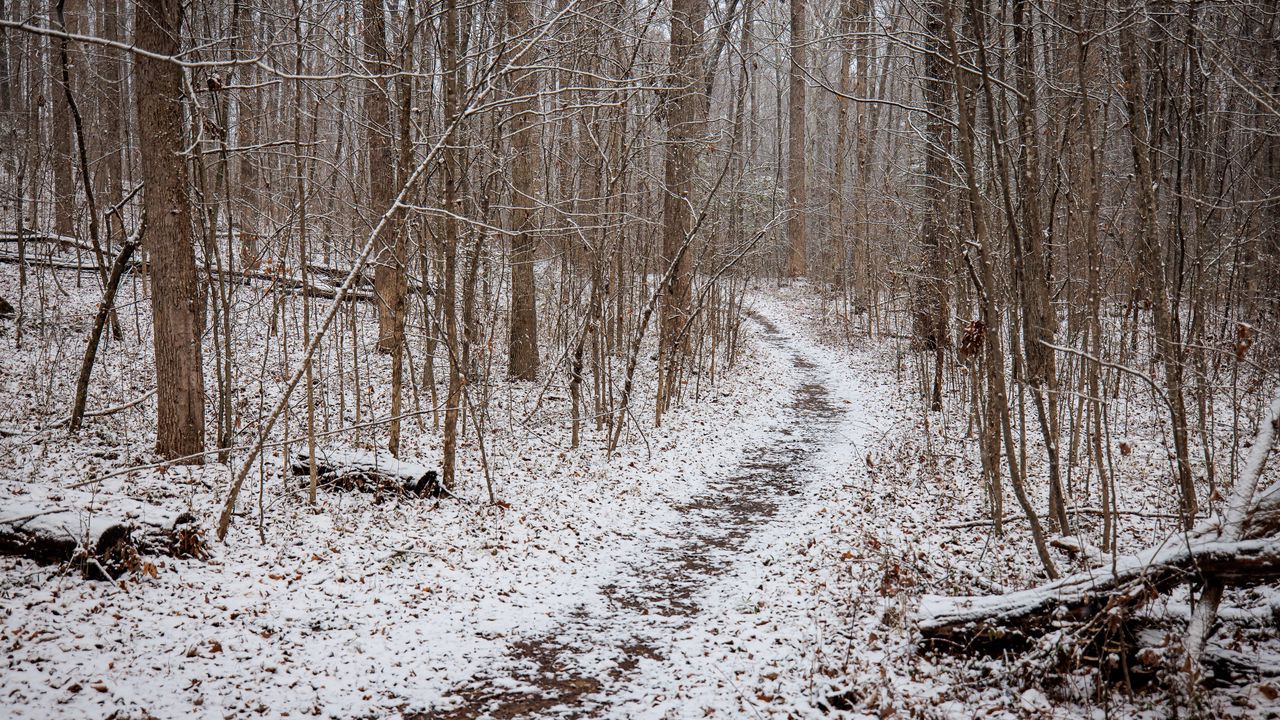 Wallpaper trail, snow, trees, forest, winter