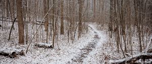 Preview wallpaper trail, snow, trees, forest, winter