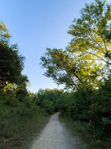 Preview wallpaper trail, trees, branches, leaves, nature