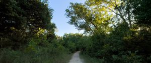 Preview wallpaper trail, trees, branches, leaves, nature