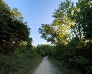 Preview wallpaper trail, trees, branches, leaves, nature