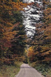 Preview wallpaper trail, trees, branches, grass, nature