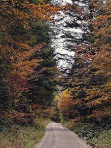 Preview wallpaper trail, trees, branches, grass, nature