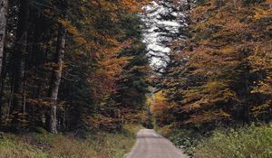 Preview wallpaper trail, trees, branches, grass, nature