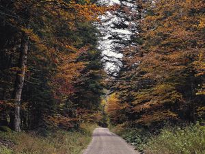 Preview wallpaper trail, trees, branches, grass, nature