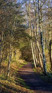 Preview wallpaper trail, trees, forest, shadows, nature