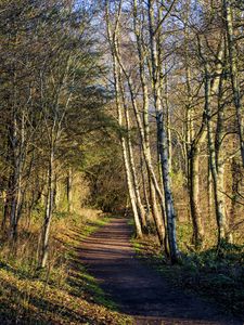 Preview wallpaper trail, trees, forest, shadows, nature