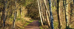 Preview wallpaper trail, trees, forest, shadows, nature