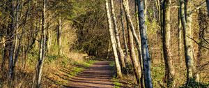 Preview wallpaper trail, trees, forest, shadows, nature