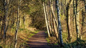 Preview wallpaper trail, trees, forest, shadows, nature