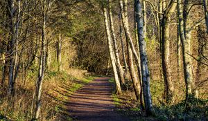 Preview wallpaper trail, trees, forest, shadows, nature