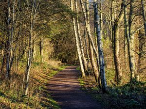 Preview wallpaper trail, trees, forest, shadows, nature