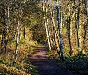 Preview wallpaper trail, trees, forest, shadows, nature