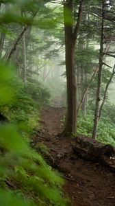 Preview wallpaper trail, trees, forest, fog, nature