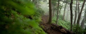 Preview wallpaper trail, trees, forest, fog, nature