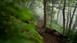 Preview wallpaper trail, trees, forest, fog, nature