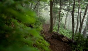 Preview wallpaper trail, trees, forest, fog, nature