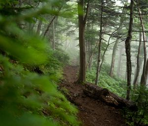 Preview wallpaper trail, trees, forest, fog, nature
