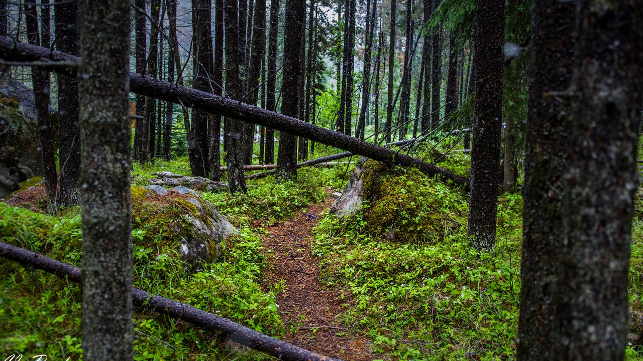 Wallpaper trail, trees, forest, grass, log