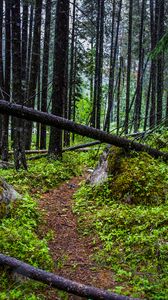 Preview wallpaper trail, trees, forest, grass, log