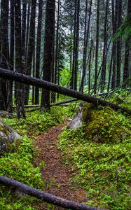 Preview wallpaper trail, trees, forest, grass, log