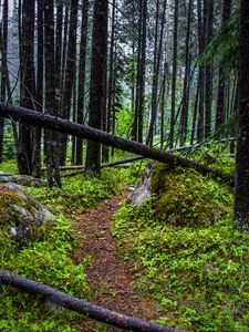 Preview wallpaper trail, trees, forest, grass, log