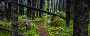 Preview wallpaper trail, trees, forest, grass, log