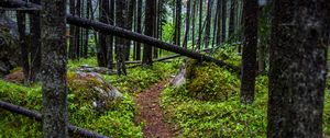 Preview wallpaper trail, trees, forest, grass, log
