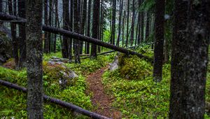 Preview wallpaper trail, trees, forest, grass, log