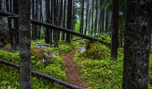 Preview wallpaper trail, trees, forest, grass, log