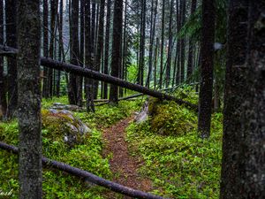 Preview wallpaper trail, trees, forest, grass, log