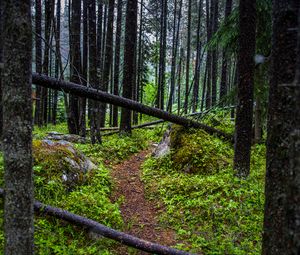 Preview wallpaper trail, trees, forest, grass, log