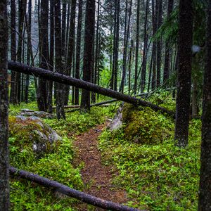 Preview wallpaper trail, trees, forest, grass, log