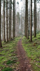 Preview wallpaper trail, trees, forest, landscape