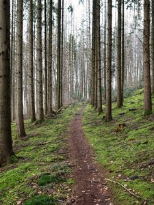 Preview wallpaper trail, trees, forest, landscape
