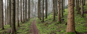 Preview wallpaper trail, trees, forest, landscape