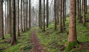 Preview wallpaper trail, trees, forest, landscape