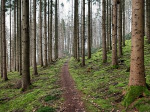 Preview wallpaper trail, trees, forest, landscape