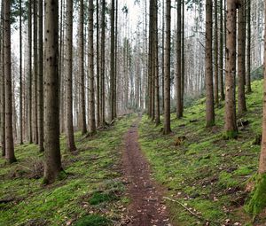 Preview wallpaper trail, trees, forest, landscape