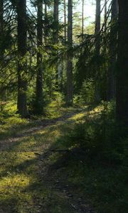 Preview wallpaper trail, trees, forest, landscape, sunlight