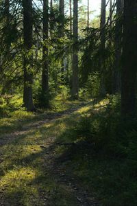 Preview wallpaper trail, trees, forest, landscape, sunlight