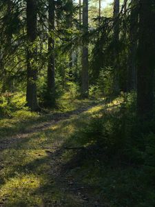 Preview wallpaper trail, trees, forest, landscape, sunlight