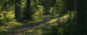 Preview wallpaper trail, trees, forest, landscape, sunlight
