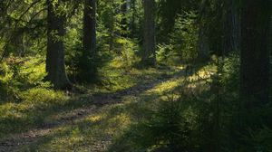 Preview wallpaper trail, trees, forest, landscape, sunlight