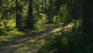 Preview wallpaper trail, trees, forest, landscape, sunlight