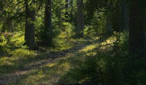Preview wallpaper trail, trees, forest, landscape, sunlight