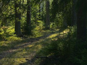 Preview wallpaper trail, trees, forest, landscape, sunlight