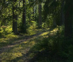Preview wallpaper trail, trees, forest, landscape, sunlight