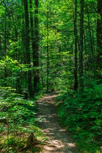 Preview wallpaper trail, trees, forest, nature